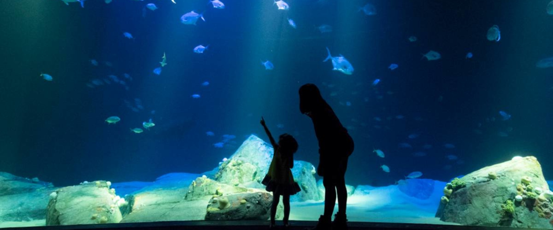 Exploring Zoos and Aquariums Near Brooklyn, New York