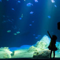 Exploring Zoos and Aquariums Near Brooklyn, New York